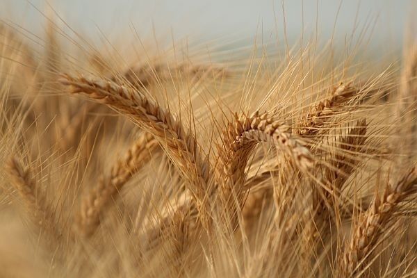 У Франції середня врожайність м'якої пшениці зросте на 8%