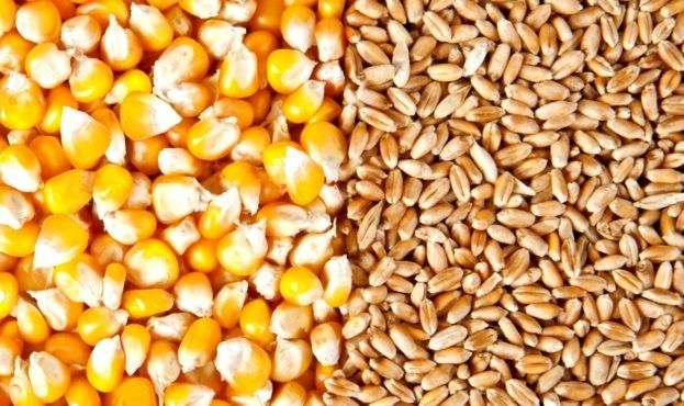 ТОП-3 найбільші імпортери української пшениці та кукурудзи