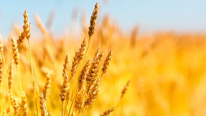 Посівні площі під пшеницею Великобританії зростуть на третину