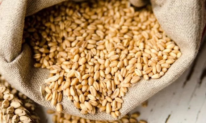 Міжнародна рада з зерна прогнозує загальний обсяг виробництва зерна в Україні на рівні 74,2 мільйона тонн