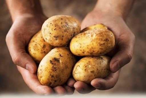 Херсонські аграрії втратили майже третину врожаю картоплі