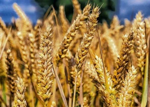 Туреччина закупила майже 400 тис. тонн пшениці нового врожаю