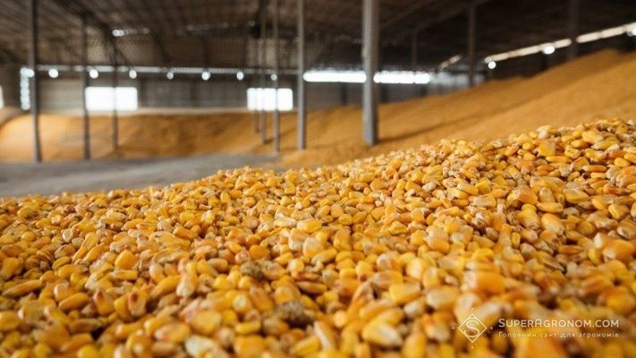 Експерти підвищують прогнози врожаю українського зерна