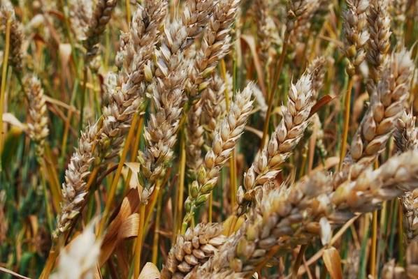 Производство пшеницы в Украине в 2016/17 МГ составит 25 млн т — USDA