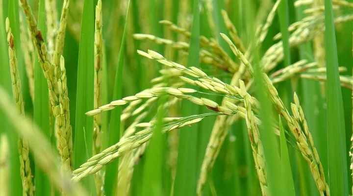 На Херсонщині посіви рису вразили естерії, рачки та болотні бур`яни