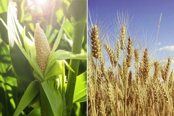 В’єтнам скасує мито на імпорт пшениці та знизить – на кукурудзу