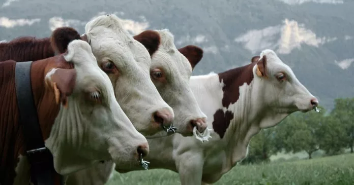 Поголів'я ВРХ в Україні до початку липня скоротилося на 6,5%