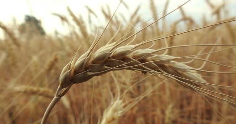 Урожайність ярих пшениці і ячменю може досягти 6,5 т/га в цьому сезоні