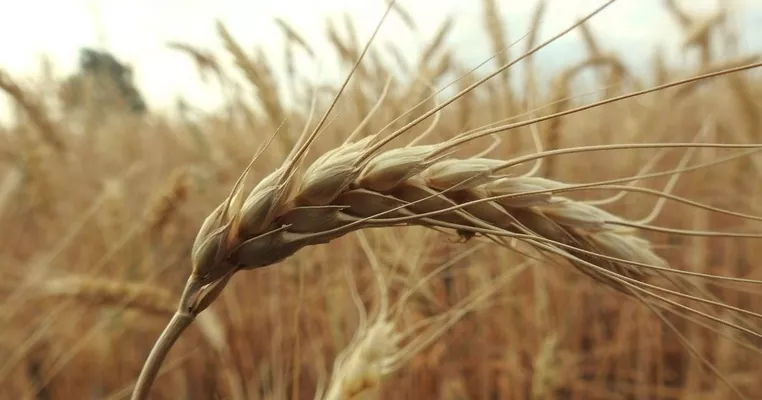 Урожайність ярих пшениці і ячменю може досягти 6,5 т/га в цьому сезоні