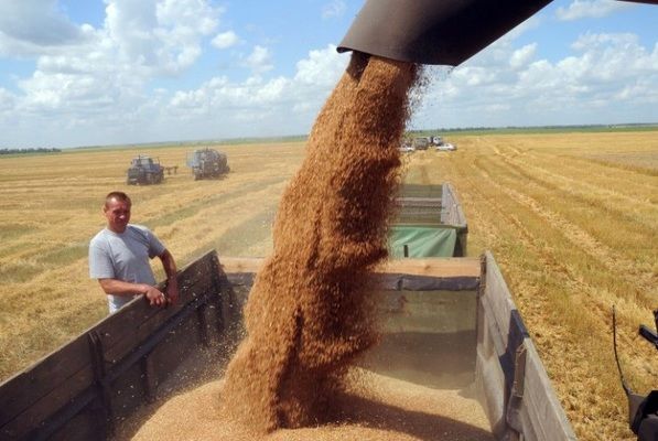 В Одеській області зібрано перший мільйон тонн зерна нового врожаю