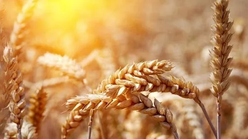 Яра пшениця в Україні переважно знаходиться в доброму стані