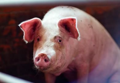 В январе-июне 2017 г. Украина увеличила экспорт свинины 2,7 раза