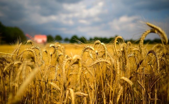 Німеччина почала оцінювати втрати врожаю пшениці від повеней