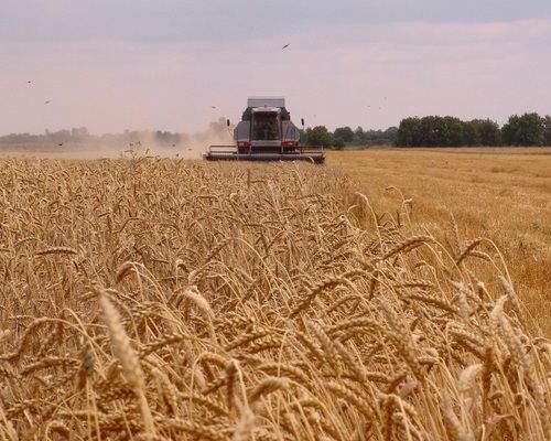 Стан ярої пшениці знову погіршився