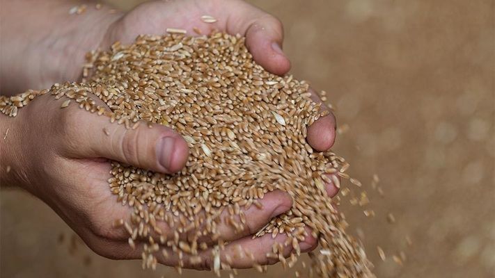 Аналітики прогнозують позитивний ріст врожаю європейських зернових