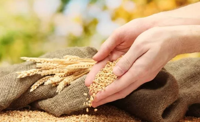 У Румунії врожайність пшениці, ячменю та ріпаку - найвища за 10 років