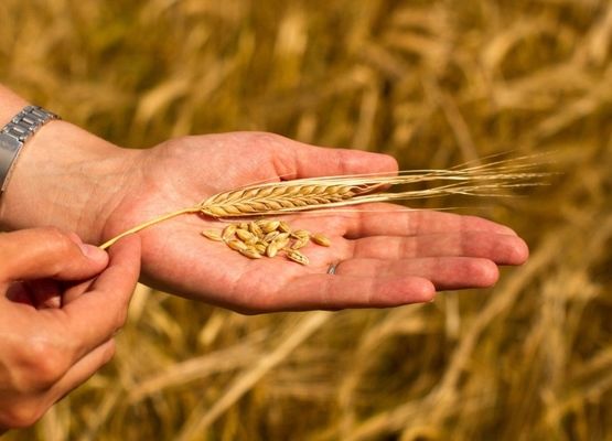 Аналитика цен на зерновые и масличные по состоянию на 2 августа