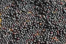 Аграрії України зібрали 1,5 млн тонн ріпаку