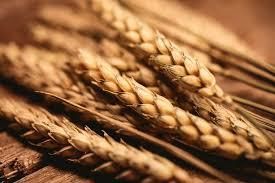 «Аскет Шиппинг» в Бердянске начал перевалку зерна нового урожая