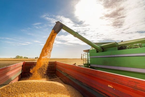 Аналитики АПК-Информ повысили оценку производства зерна в Украине на 2021/22 МГ