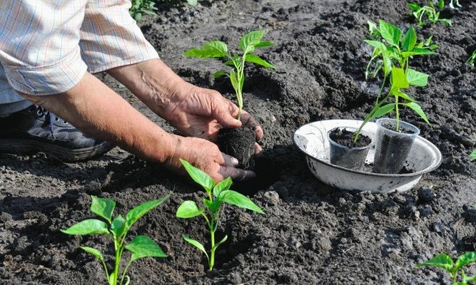 Летняя жара повлияла на фазовое развитие поздних теплолюбивых культур