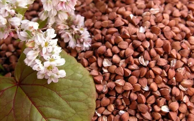 Мінагрополітики прогнозує валовий збір гречки в Україні на рівні 100 тисяч тонн