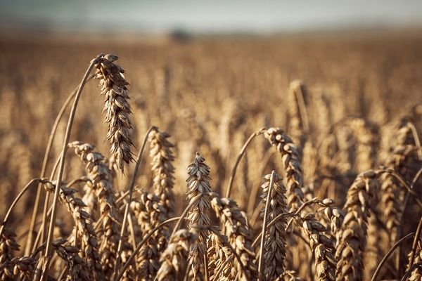 Франция собрала две трети урожая пшеницы