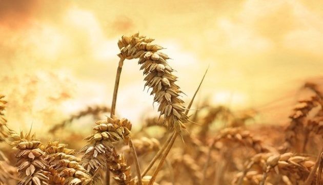 Аналитики USDA повысили прогноз урожая пшеницы в Украине на 3 млн т