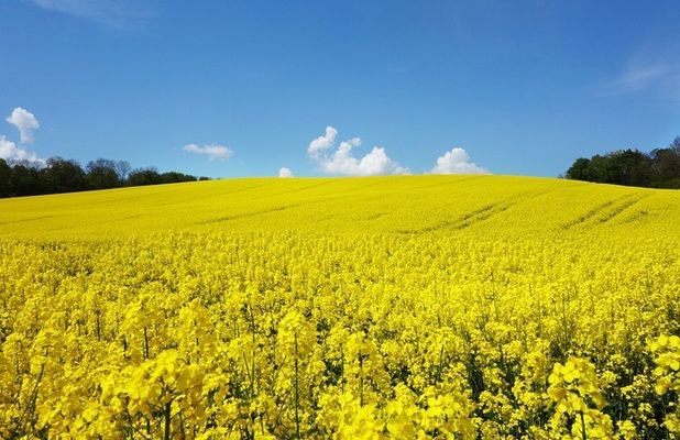 Виробництво ріпаку в Канаді може знизитися з 20 до 12 млн т