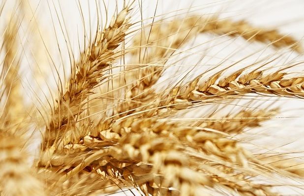 Евросоюз увеличил экспорт пшеницы в текущем МГ почти до 3 млн тонн