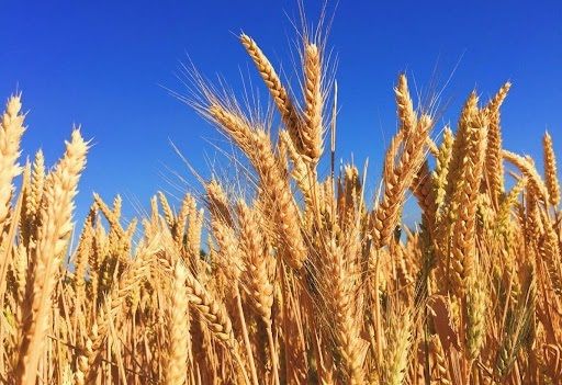 Аналитика цен на зерновые и масличные по состоянию на 30 августа