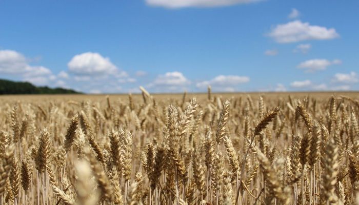 В Ровенской области завершили уборку ранних зерновых