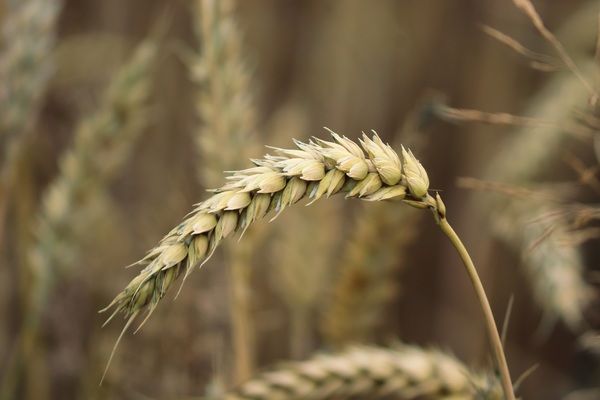 Аналитика цен на зерновые и масличные по состоянию на 31 августа