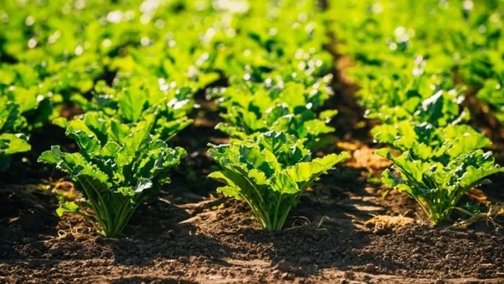 Посіви цукрових буряків уразили небезпечні хвороби