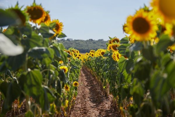 Українські аграрії розпочали збирання соняшнику