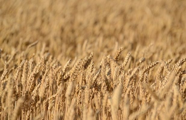 В Хмельницкой области собрали ранние зерновые культуры с самым высоким показателем урожайности в Украине