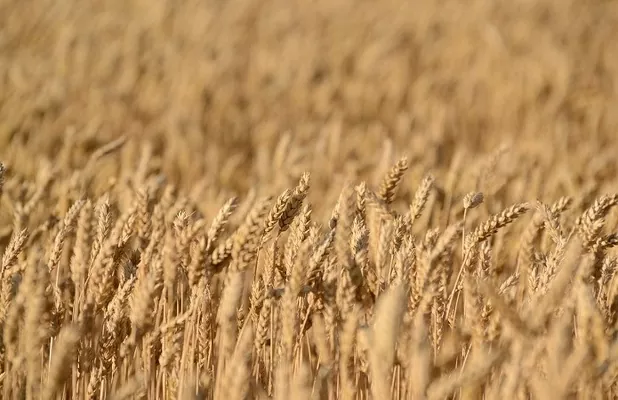 В Хмельницкой области собрали ранние зерновые культуры с самым высоким показателем урожайности в Украине