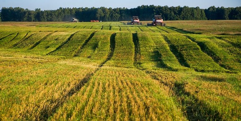 В Украине снижается средняя цена 1 га аренды и покупки сельскохозяйственной земли