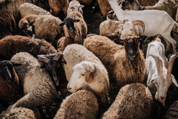 Власники кіз та овець отримають дотації