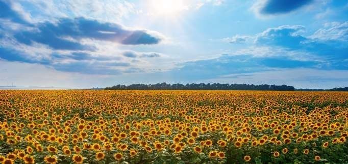 В Україні знижується олійність соняшника