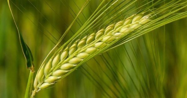 В Киевской области завершили сбор пшеницы и ячменя: какие показатели урожайности