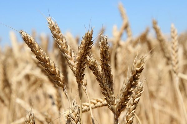 Где в Украине собрали больше пшеницы