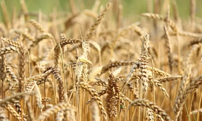 Учёные создали уникальную пшеницу