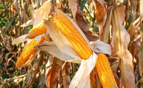 В мире растет урожай кукурузы