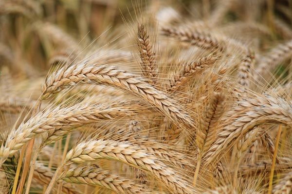 Украина экспортировала 6,1 млн т пшеницы с начала 2021/22 МГ