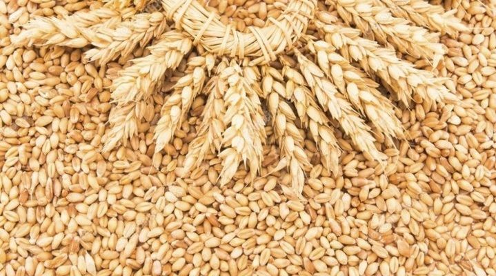 Відома європейська компанія знизила прогноз урожаю зерна