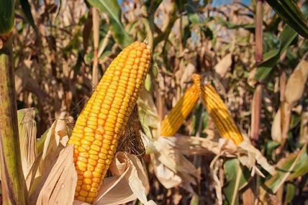 Аргентина расширит посевные площади под кукурузой на 1 млн га