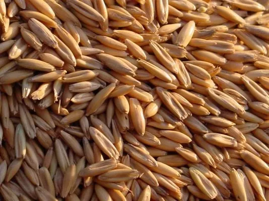 Аналитика цен на зерновые и масличные по состоянию на 17 сентября