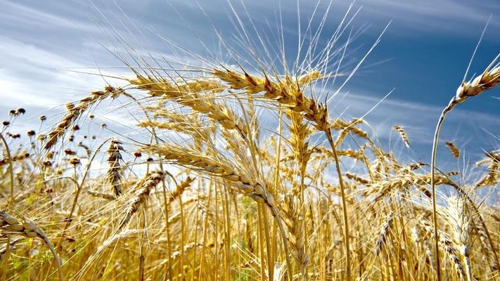 Експерти Strategie Grains знизили прогноз виробництва пшениці в ЄС в 2021/22 МР на 2 млн тонн