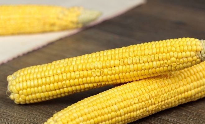 В Украине собирают кукурузу